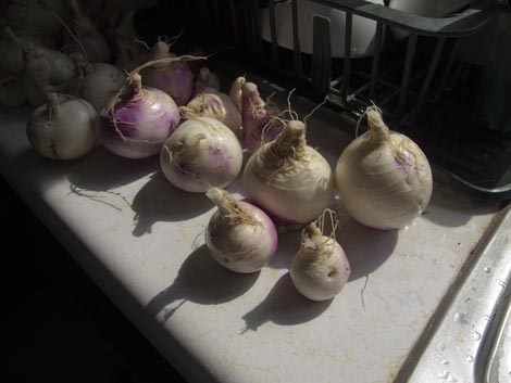 Turniphead freshly scrubbed turnips by a sink